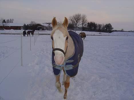 Palomino Shulay Gold 'n' Silver  - Silver på fold i december. billede 8