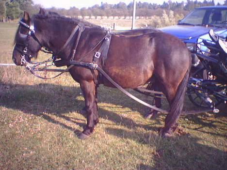 Gotlandsruss Marco-Polo DØD - Marco-Polo får en lille lur. billede 5