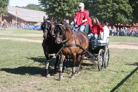 Gotlandsruss Marco-Polo DØD - På Roskilde dyrskue 2005 billede 6