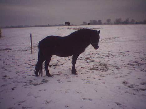 Gotlandsruss Marco-Polo DØD billede 7