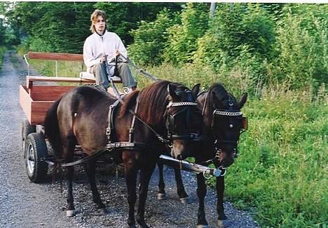 Gotlandsruss Marco-Polo DØD billede 8