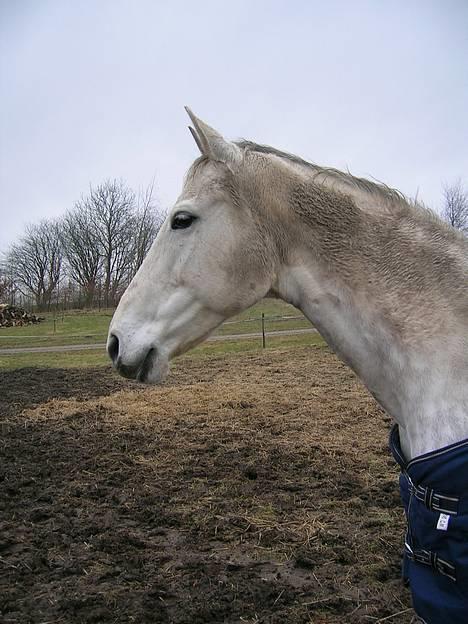 Dansk Varmblod Vennelunds Nala *R.I.P* - Nala på folden.... april 2006 FOTO: Helle billede 1