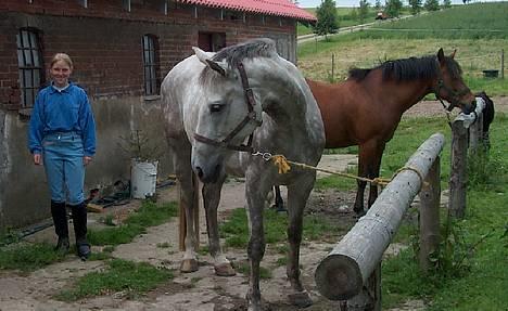 Dansk Varmblod Vennelunds Nala *R.I.P* - Nala og Easter, (Easter er død nu :´( ), der skal sadles op, med mig i baggrunden... FOTO: min mor eller min moster. billede 2