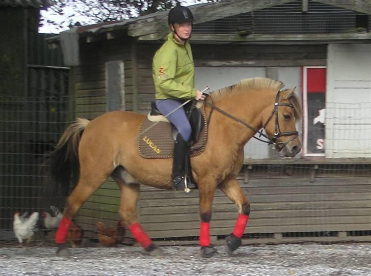 Anden særlig race Lucas - 12# Lucas og jeg slapper lige lidt af i skridt xD Foto : Marie Møller billede 12