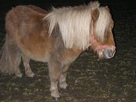 Shetlænder ejendoms heste maggie - Øv , har ik været inde fra folden før tid i dag . så jeg er da bare meget beskidt ! billede 15
