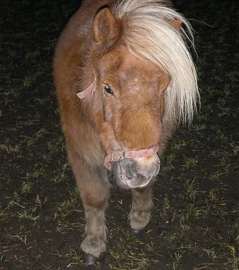 Shetlænder ejendoms heste maggie billede 16