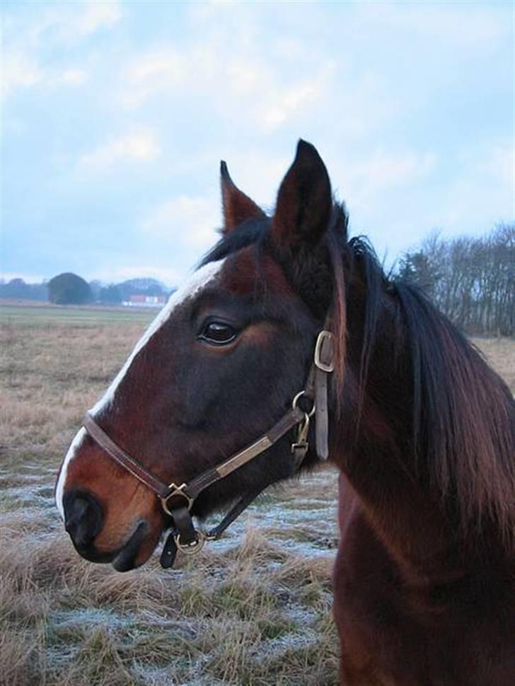 Traver Pampas Crown - Velkommen til min profil! ;o) billede 1