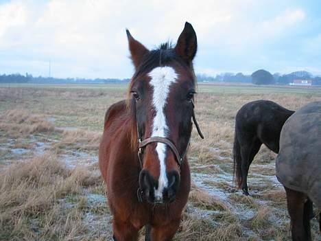 Traver Pampas Crown - Hvad er det du har der, må jeg lige få det?? billede 2