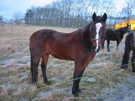 Traver Pampas Crown - Ja tak, tag et billede af mig! Bare glem dem bagved.. billede 3