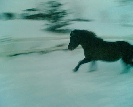 Islænder Mýsla Fra Egebæk (Død) R.I.P. - mysla får et lille "flip" og tager også lige en galop tur.. billede 11