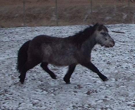 Dartmoor Sartous Mr Hanky *RIP* billede 3