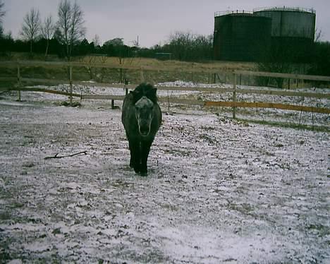 Dartmoor Sartous Mr Hanky *RIP* billede 4