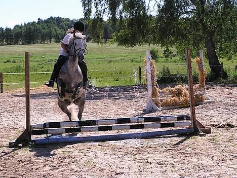 Welsh Mountain (sec A) | Brise (Solgt 07) - Uhadada Et vandspring eller,  hmm, Springvand? Ejj billede 10