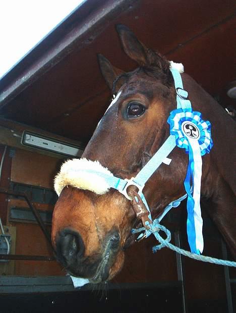 Hannoveraner Aktiv Igen (DØD) - 2 plads LB2 billede 13