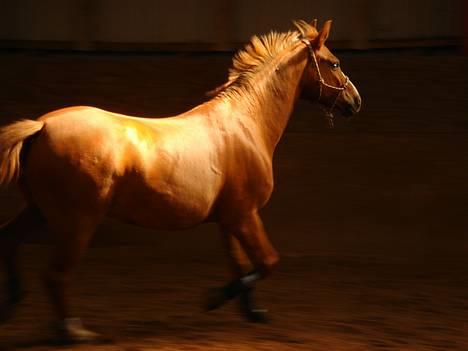 Tysk Sportspony <3 Waterman <3 billede 4