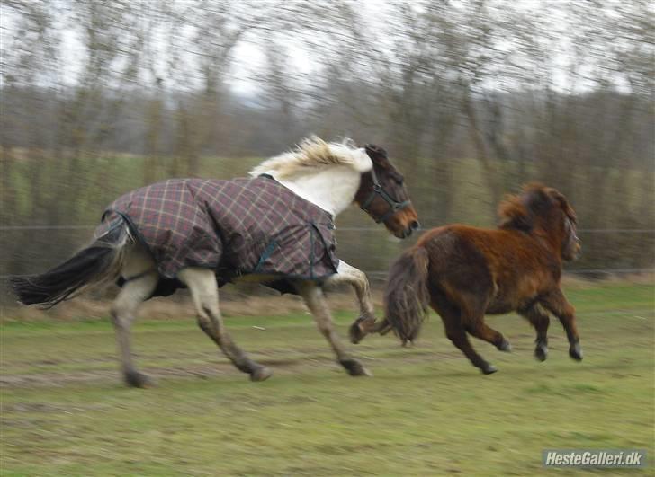 Pinto Sorenta "solgt" :* - jeg kommer først romeo-- billede 7