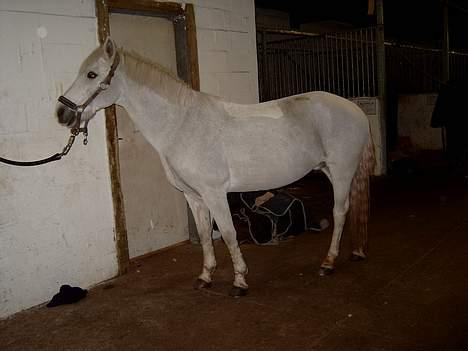 New Forest Kildemarken New Wed Fiona - "NYT" Hun blev klippet idag... Igen... Hehe... billede 3