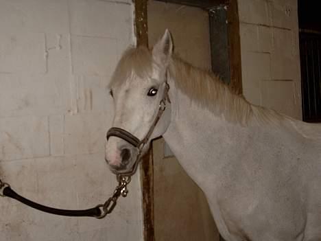 New Forest Kildemarken New Wed Fiona billede 6