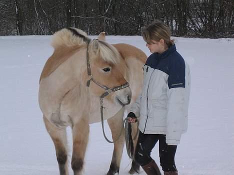 Fjordhest Donella EFTERLYSNING billede 4