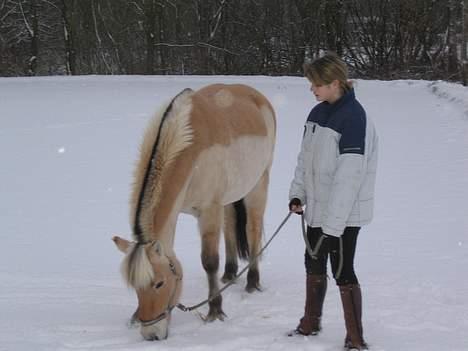 Fjordhest Donella EFTERLYSNING billede 5