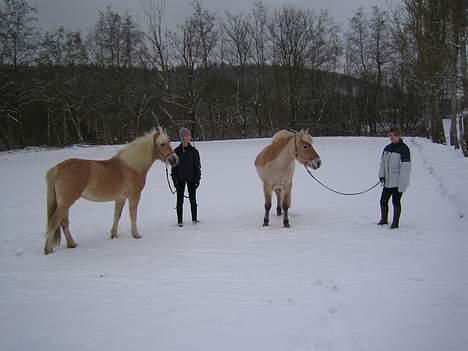 Fjordhest Donella EFTERLYSNING billede 6