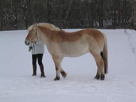 Fjordhest Donella EFTERLYSNING billede 7