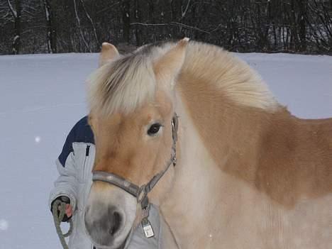 Fjordhest Donella EFTERLYSNING billede 8