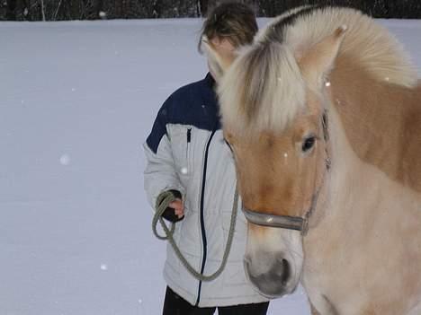 Fjordhest Donella EFTERLYSNING billede 9