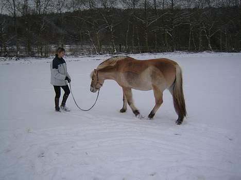 Fjordhest Donella EFTERLYSNING billede 10