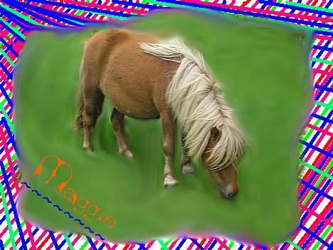 Shetlænder ejendoms heste maggie billede 17