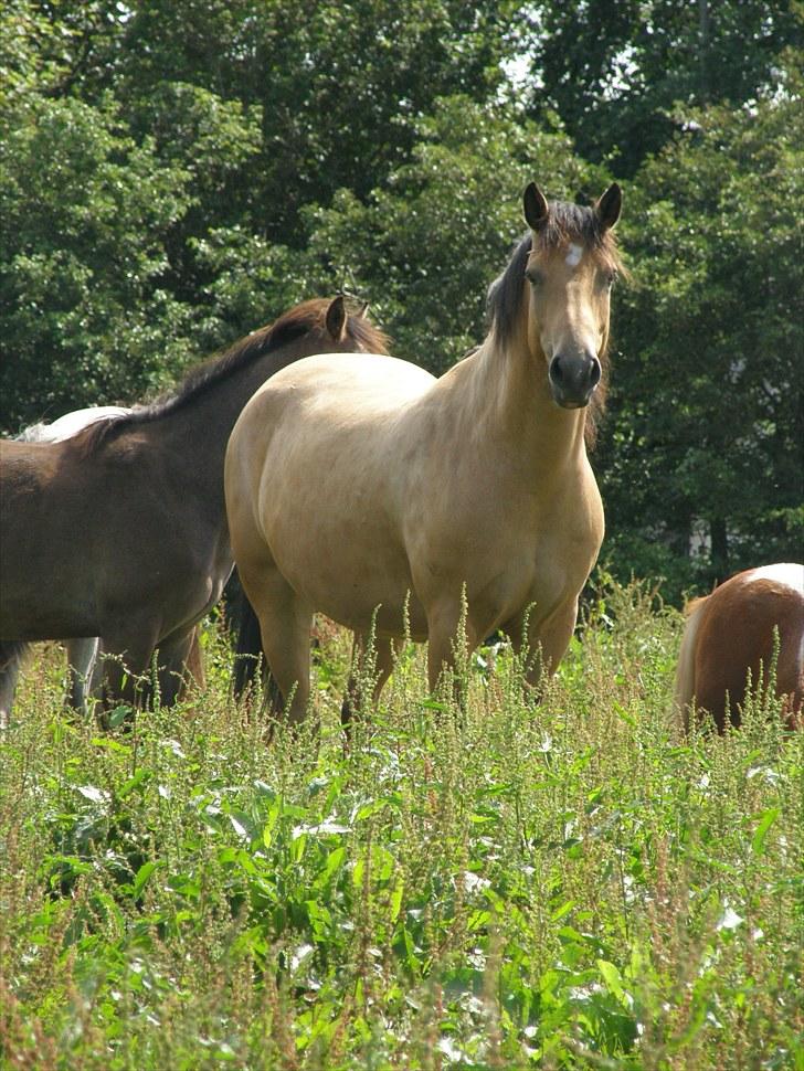 Connemara BREDEMADGÅRDS AICHA billede 8