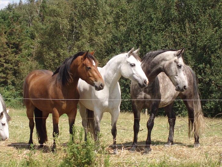 Connemara BREDEMADGÅRDS CILLA billede 10