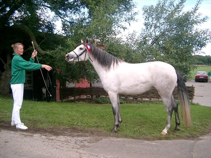 Connemara BREDEMADGÅRDS CILLA billede 11