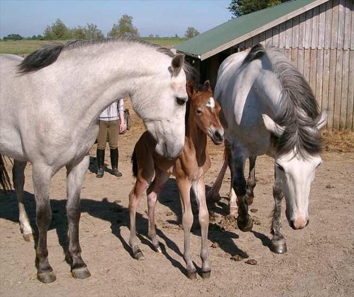 Connemara BREDEMADGÅRDS CILLA billede 12