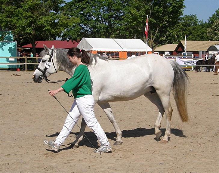 Connemara BREDEMADGÅRDS CILLA billede 13