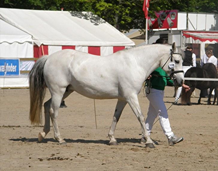 Connemara BREDEMADGÅRDS CILLA billede 14