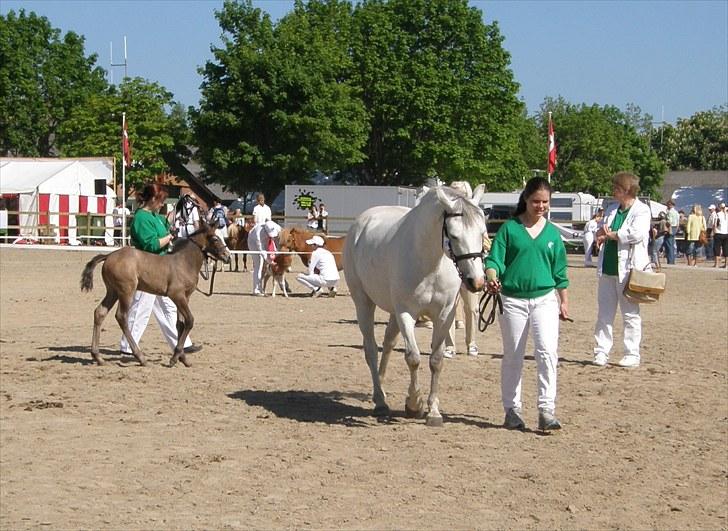Connemara BREDEMADGÅRDS CILLA billede 15