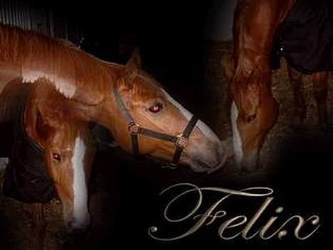 Tysk Sportspony Felix' <3' ..  - Lavet a ´Anette m Charlie .. <3´ ? billede 8