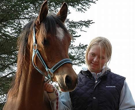 Arabisk fuldblod (OX) Antar El Karmdal *solgt* - det er ved at være en 5-6år siden :p billede 11