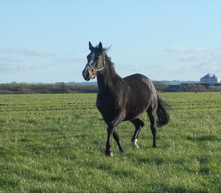 Dansk Varmblod Ny Snogdals Ataya  - Taysen Nov 2010 billede 15