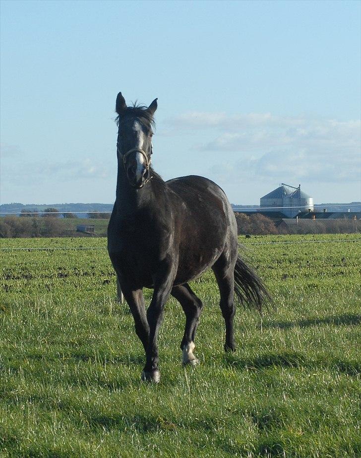 Dansk Varmblod Ny Snogdals Ataya  - November 2010 billede 16