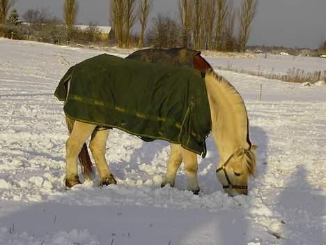Fjordhest Kastanjegårdens Nick ** - Fotograf: Jeanet *min basse en vinterdag billede 11