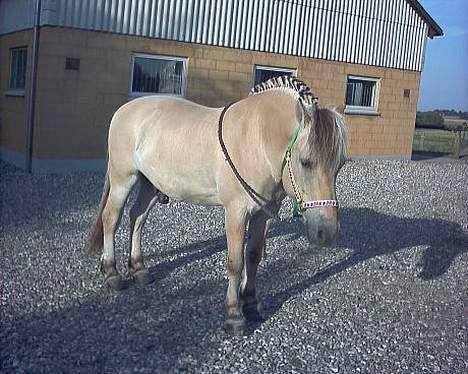 Fjordhest Kastanjegårdens Nick ** - Nick med springvand hihi billede 12