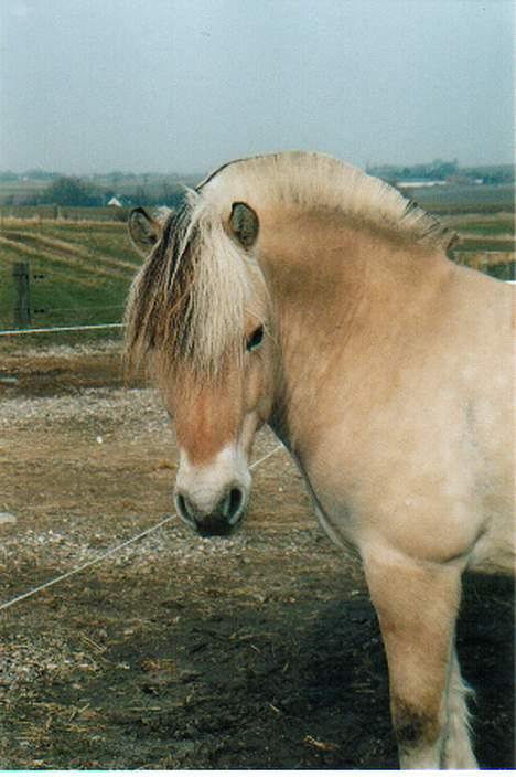 Fjordhest Kastanjegårdens Nick ** - Nick uden grime billede 13