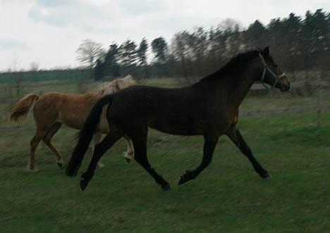 New Forest A Choko Chanel UDLÅNT - Hun har ikke tid til billeder - der er noget mere spændende! billede 6