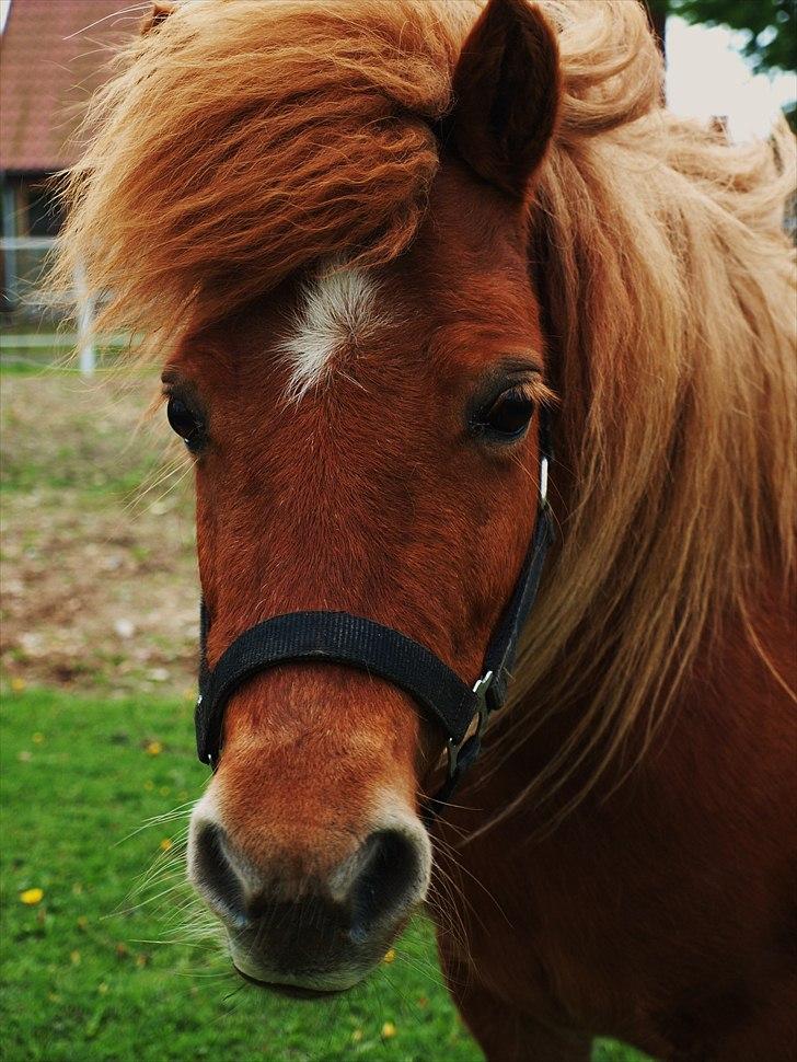 Shetlænder Møllebakkens Lukas - Smukke Lukas ! Jeg elsker dig af hele mit hjerte, din lille skid :-* billede 1