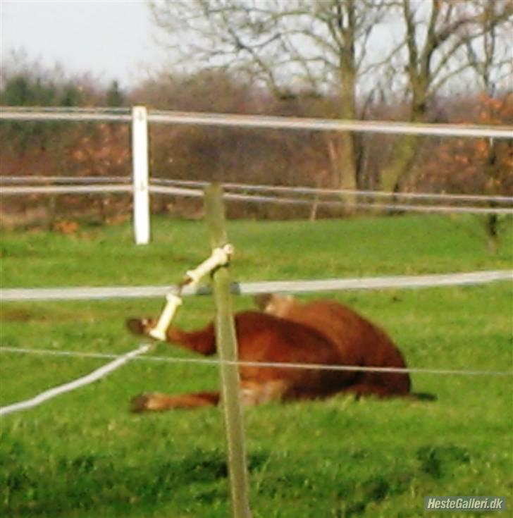 Shetlænder Møllebakkens Lukas - Lukas ruller sig xD billede 2