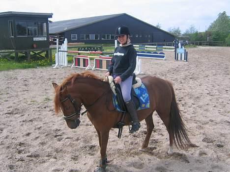 New Forest Fergie - Nogen der sagde smuk?? For det er hun!! billede 1