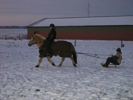 Fjordhest Undallslunds Kashmir - kælke tur :) billede 16