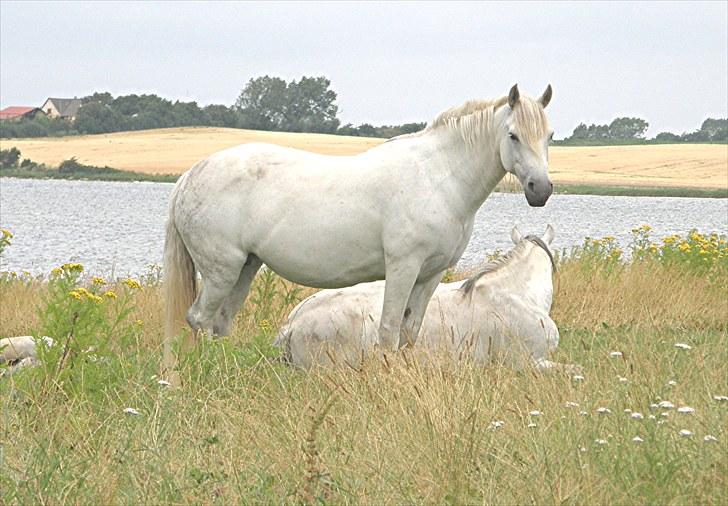 Connemara BAKKEDALS PRIMADONNA billede 10